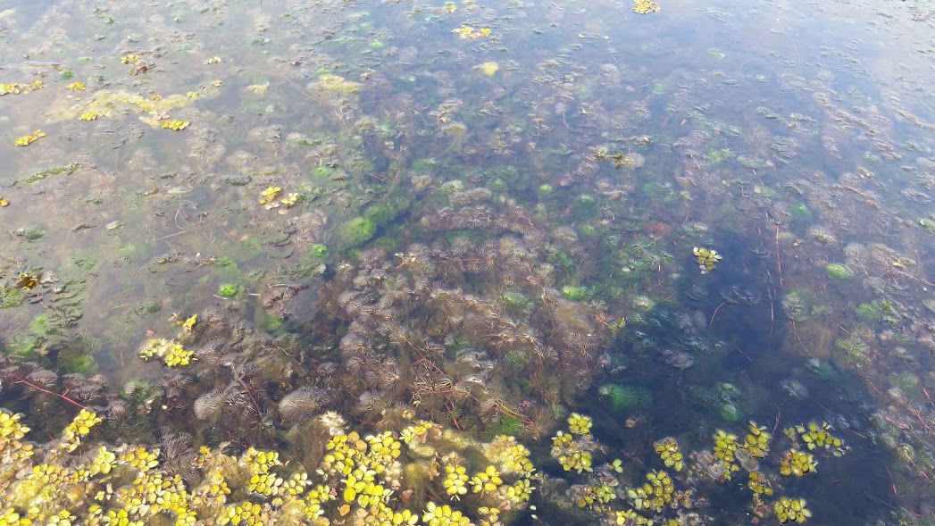 11 Restoring naturejpg